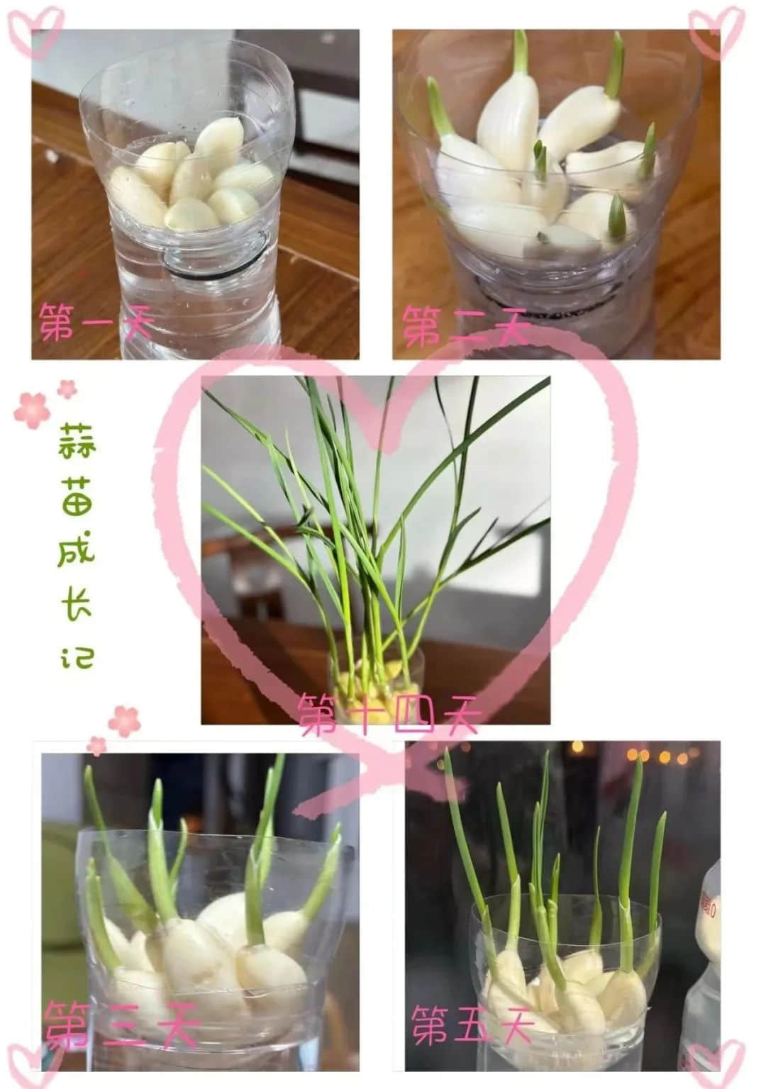 【立之育?生命課程】了解植物生長，感受生命力量——“成長四記”冬藏課程之居家種植（二）