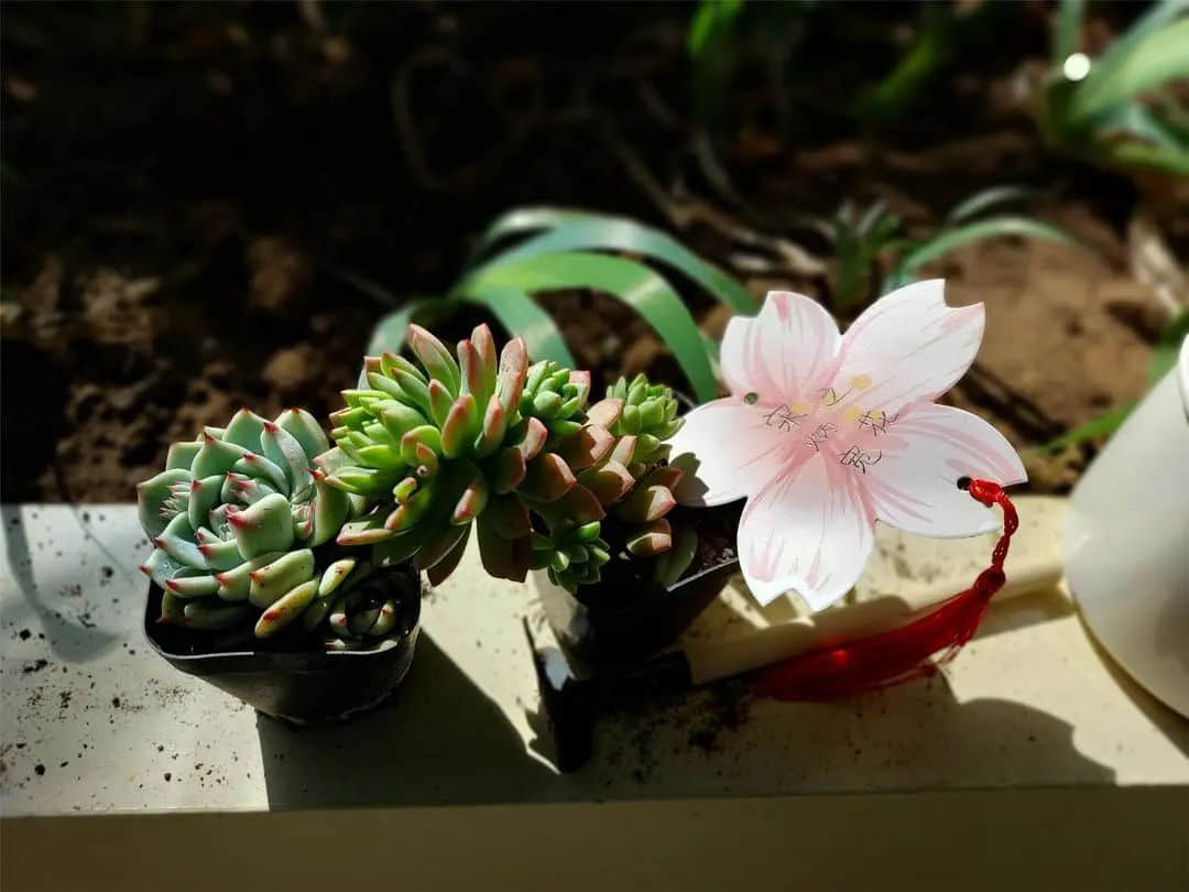 【預(yù)之春】與春相約，心“預(yù)”花開——石家莊私立一中附小預(yù)科部植樹節(jié)活動