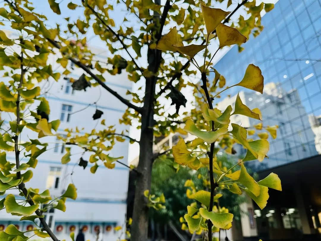 【預(yù)見(jiàn)?秋之美】繽紛秋日 邀你“趣”玩——石家莊私立一中附小預(yù)科部|四季主題課程之秋